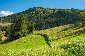 Fototapeta premium rural fields on rolling hills in green grass. trees on the meadows. mountainous countryside landscape on a sunny day