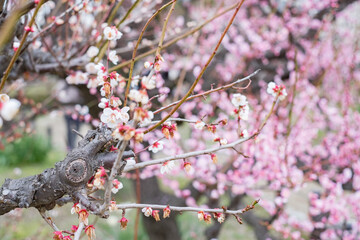 Ume - Japanese Apricot in Osaka Castle Park