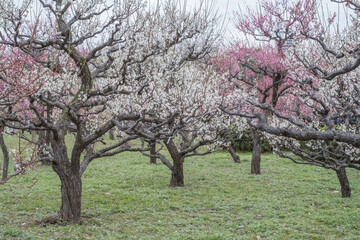 Fototapeta premium Ume - Japanese Apricot in Osaka Castle Park