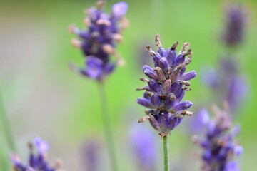 Close up of violet lavender flowers Lavandula angustifolia (true or English lavender, garden, narrow-leaved lavender). Lavender inflorescence on green blurred background. 