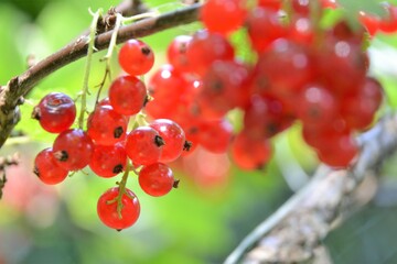 Red currant berries on the branch. Young berries of red currant close up