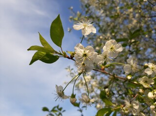 blossoming apple tree,blooming cherry on a background of blue sky 