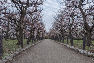 Ume - Japanese Apricot in Osaka Castle Park