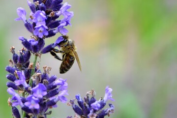 Close up of bee or honeybee (Apis Mellifera), european or western honey bee sitting on the violet lavender flowers Lavandula angustifolia (true or English lavender, garden, narrow-leaved lavender). 