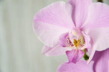 Fototapeta premium Purple orchid branch with big violet flowers isolated