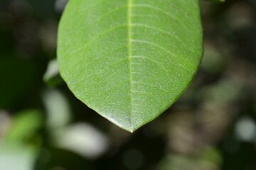 Green leaves, closeup. Green foliage, natural background