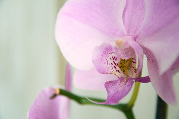Naklejka na ściany i meble Purple orchid branch with big violet flowers isolated