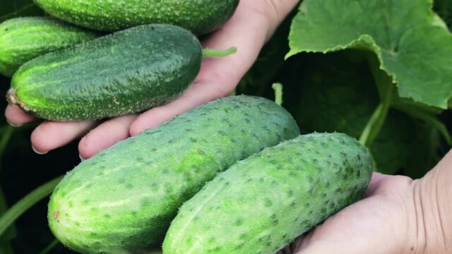 Close-up of women's hands with several cucumber vegetables on the background of a vegetable garden with borage tops. Harvesting of fresh organic crop products. Vegetarian food of own cultivation