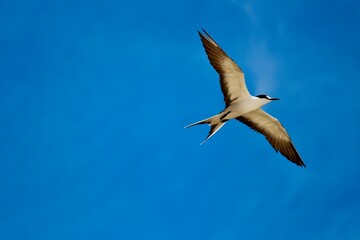 Sooty Tern (Onychoprion fuscatus), Lord Howe Island, Australia