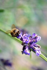Close up of bee or honeybee (Apis Mellifera), european or western honey bee sitting on the violet lavender flowers Lavandula angustifolia (true or English lavender, garden, narrow-leaved lavender). 