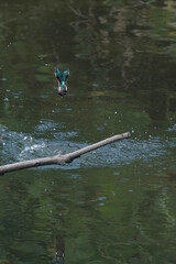 common kingfisher in flight