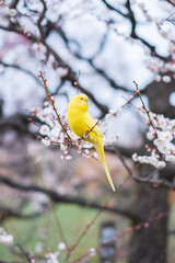 Parakeet in Japanese Apricot Garden in Osaka Castle Park