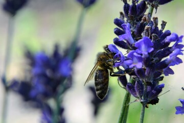 Close up of bee or honeybee (Apis Mellifera), european or western honey bee sitting on the violet lavender flowers Lavandula angustifolia (true or English lavender, garden, narrow-leaved lavender). 