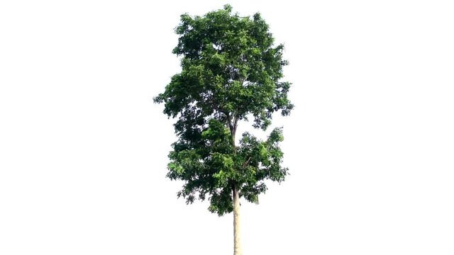 The tree is completely separated from the white ba background Scientific name xylocarpa Taub. var. kerrii Nielsen. 