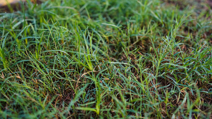 green grass background