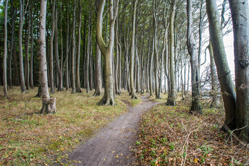 Ein Pfad durch einen herbstlichen Buchenwald
