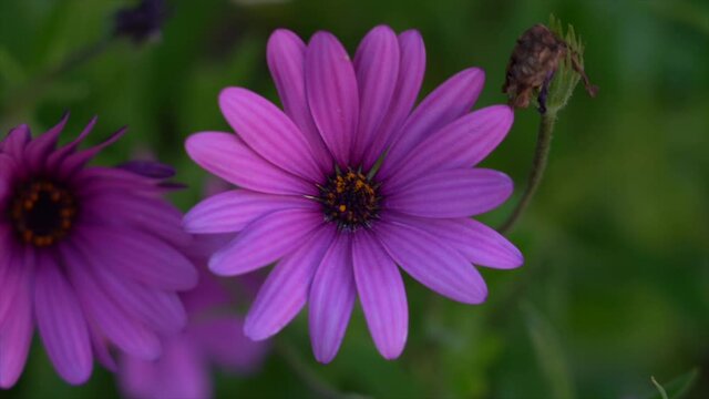 purple flower with a little breeze