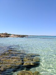 Gallipoli punta suina