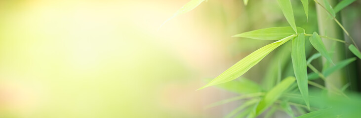 Concept nature view of green leaf on blurred greenery background in garden and sunlight with copy space using as background natural green plants landscape, ecology, fresh wallpaper concept.