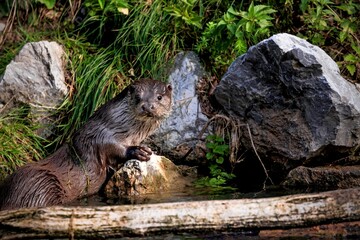 otter on the rock