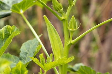 Green fresh Okra or Lady Fingers plant grow in garden