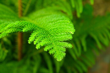 Close up of green fern leaf