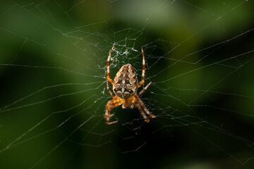 Detailed close up of a Garden spider or Cross spider, sitting in the center of its web