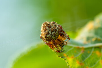 Garden spider trying to hide on a green leaf