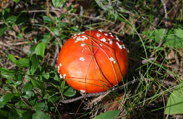Amanita muscaria. Bright young red-orange fly agaric. The view from the top