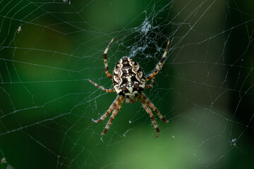 Large Garden spider sitting in the center of the web