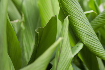 Green leaf deep focus nature.