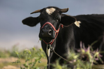 cow in the middle of the field