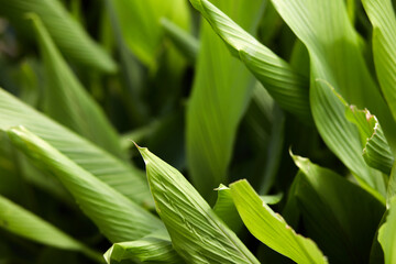 Green plant  leafs in natural setting ,agriculture, fauna.