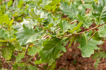 Leaves of Common Oak, Quercus robur. Photo taken in Mimizan, The Landes Department, France