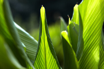 Green plant  leafs in natural setting ,agriculture, fauna.