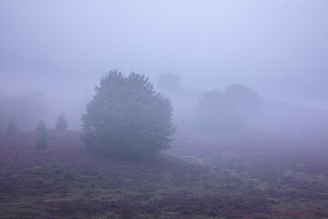 Obraz na płótnie Canvas hills with flowering heather in dense fog