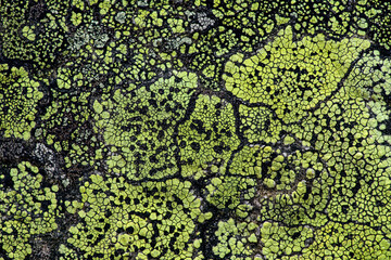 Abstract background from lichen growing on a rock