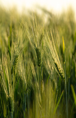 Green ears of wheat at sunset.