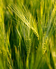 Green ears of wheat at sunset.