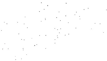 Flock of birds isolated on white background