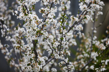 spring, tree, blossom, flower, nature, cherry, white, branch, flowers, bloom, sky, blooming, plant, blue, green, beauty, garden, beautiful, season, flora, apple, floral, petal, blossoms, outdoors