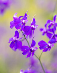 Fototapeta na wymiar Beautiful blue flowers in the summer park.