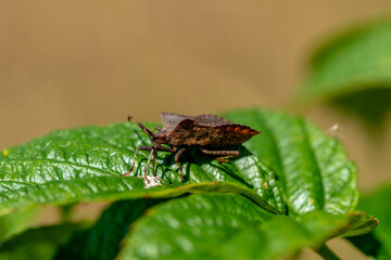 Close up of a Bronze shieldbug on a green leaf