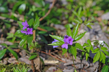 Dentaria (Cardamine glanduligera) in forest