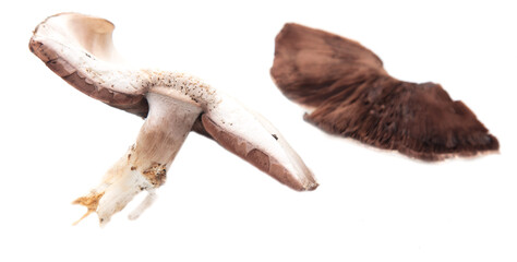 Champignon mushroom isolated on a white