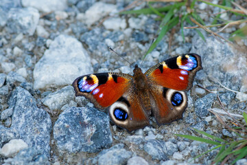 Fototapeta na wymiar Close up of a colorful peacock butterfly