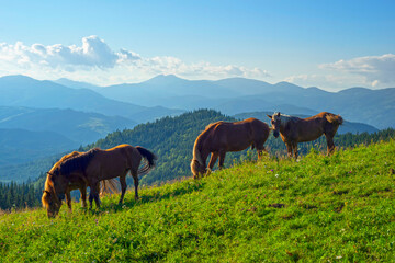 Fototapeta na wymiar Horses in the Carpathians