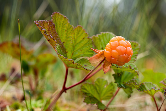 Close up of a cloud berry growing on the plant