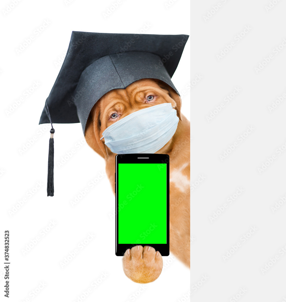Poster Mastiff puppy wearing medical protective mask shows empty screen of a smartphone from behind empty banner. Isolated on white background