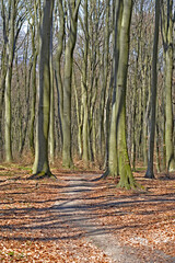 Obraz premium Road in the forest in spring